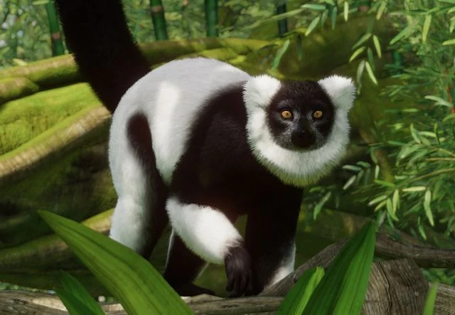 Black-and-White Ruffed Lemur