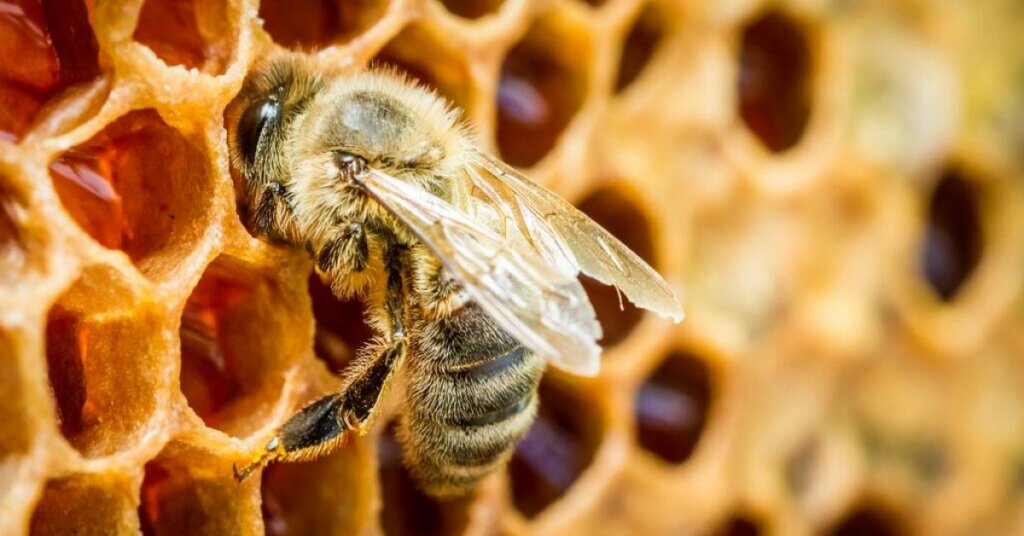 Bees are Disrupting the Entire Fertilizer Industry
