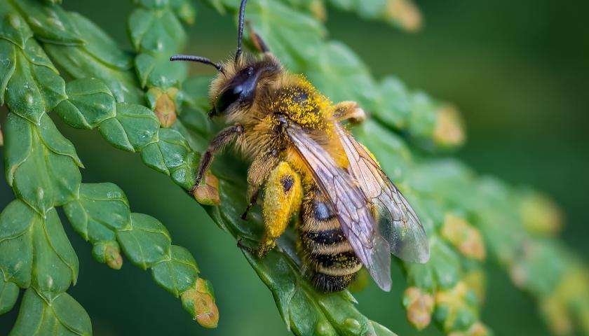 Bees are Disrupting the Entire Fertilizer Industry
