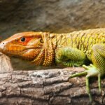 5 Facts You Didn’t Know About Caiman Lizards