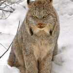 Canadian Lynx: The History of the Canadian Lynx
