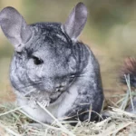 The Truth About Long-Tailed Chinchillas: Are They Right For You?