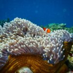 The Complete Guide to Coral Reefs and Sea Anemones (Coral)