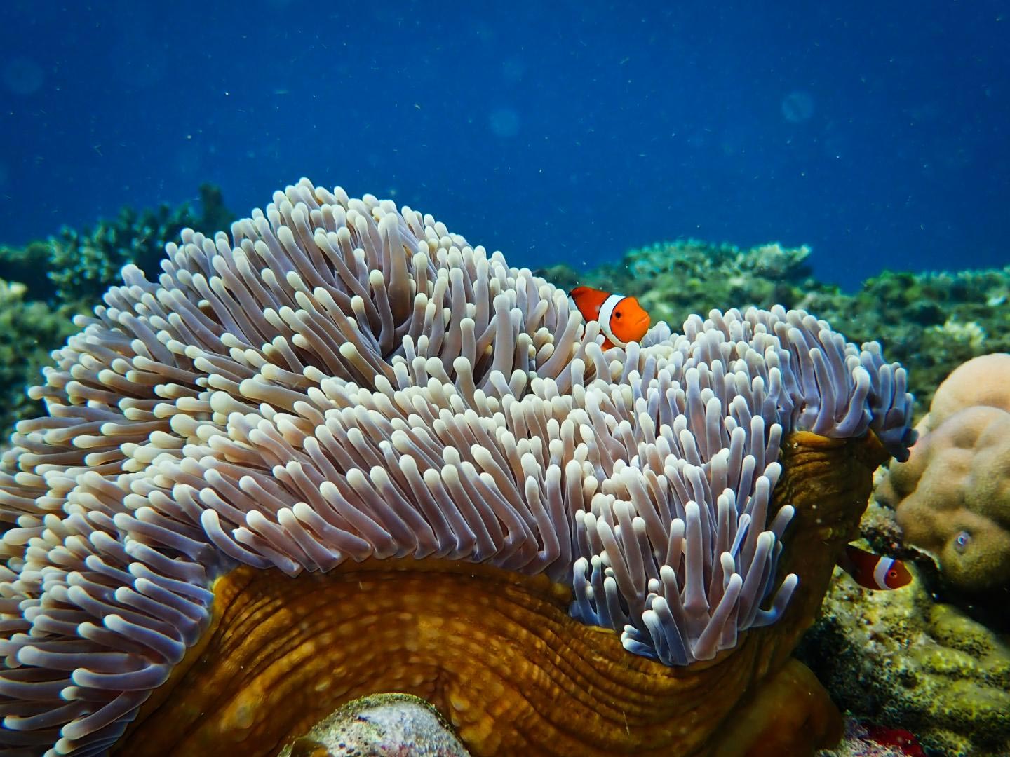 Coral Reefs and Sea Anemones