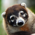 What is White-nosed Coati?