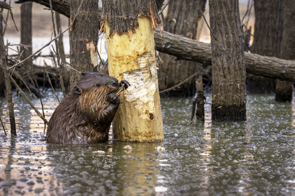 North American Beavers