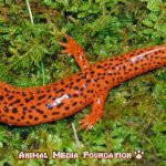 What is northern red salamander?