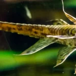 What is Twig Catfish?