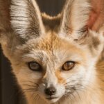 Top 5 FENNEC FOX Animal Breeds
