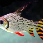The Complete Guide to the Flagtail Characid