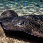 How to Care for a Freshwater Stingray