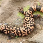 In the Jungle with the GILA MONSTER