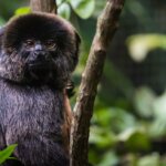 A day in the life of a GOELDI’S MONKEY