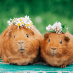 What is GUINEA PIG?