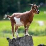 Goat Animals: Why Goats Are The Perfect Pets For You