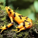 What is a Panamanian golden frog?