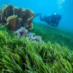Seagrass is important environmentally, economically, and culturally