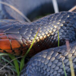 The Eastern Indigo Snake is One of the World’s Most Threatening Venomous Snakes