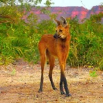 The Maned Wolf: A Rare Species You’ve Probably Never Heard Of