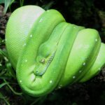 What is GREEN TREE PYTHON?