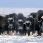 What is a Muskox Animal?