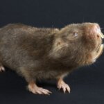 Damaraland Mole Rat is the Most Extremely Endangered Species on Earth