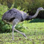 What is Greater Rhea?