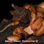 What is a Northern copperhead?