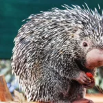 What is Prehensile-tailed porcupine?