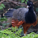 The Blue-billed Curassow: A Bird that is a Cultural Icon
