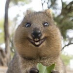 Quokkas: Why are these little animals so friendly and how do they live?