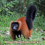 The Fascinating Red Ruffed Lemur!