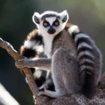 8 Interesting Facts About Ring-tailed Lemurs!