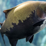 The Complete Guide to Black Pacu