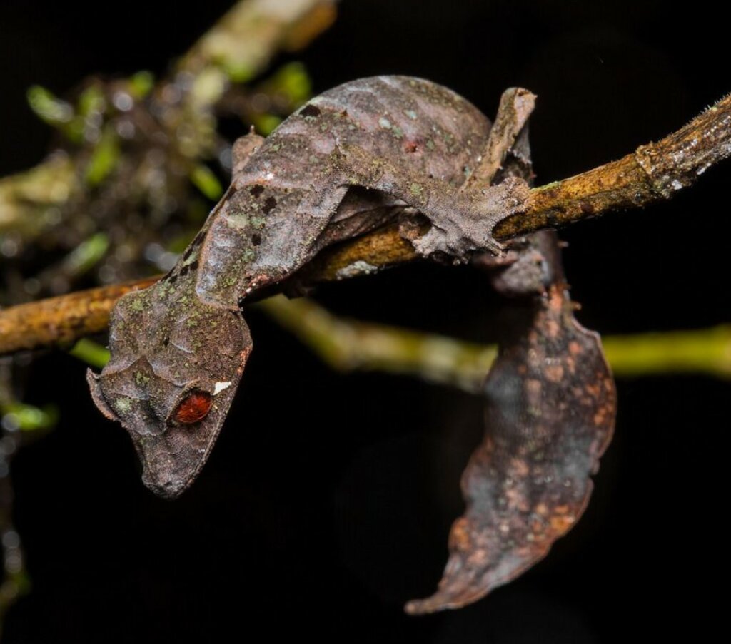devil leaf-Tailed Geckos