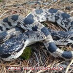 Interesting Facts About Northern pine snake