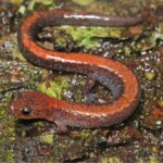 How EASTERN RED-BACKED SALAMANDER Species are Helping to Protect Endangered Species