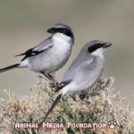 The Fascinating World of Loggerhead Shrikes: Everything You Need to Know