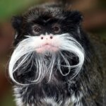 Emperor Tamarin Facts You’ll Be Grateful You Know
