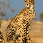 The interesting life of a Cheetah