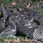 Interesting Facts About TIMBER RATTLESNAKE in the Wild