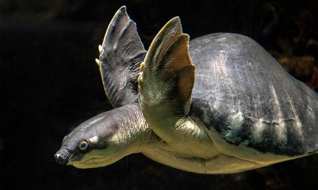 Fly River Turtle