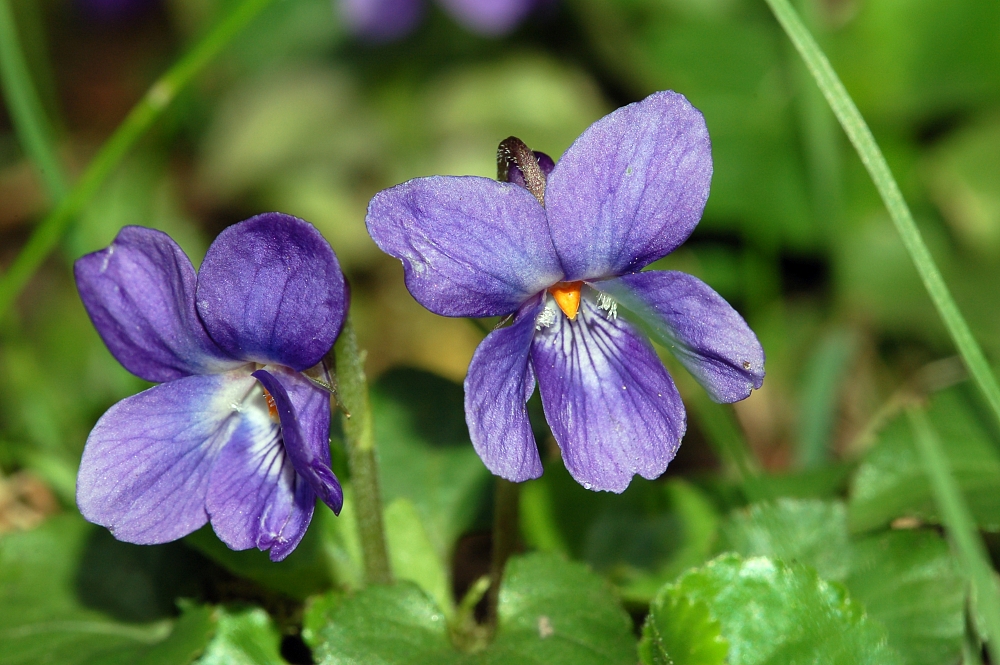 “Sweet violet (Viola odorata)”