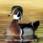 What is Wood Duck?