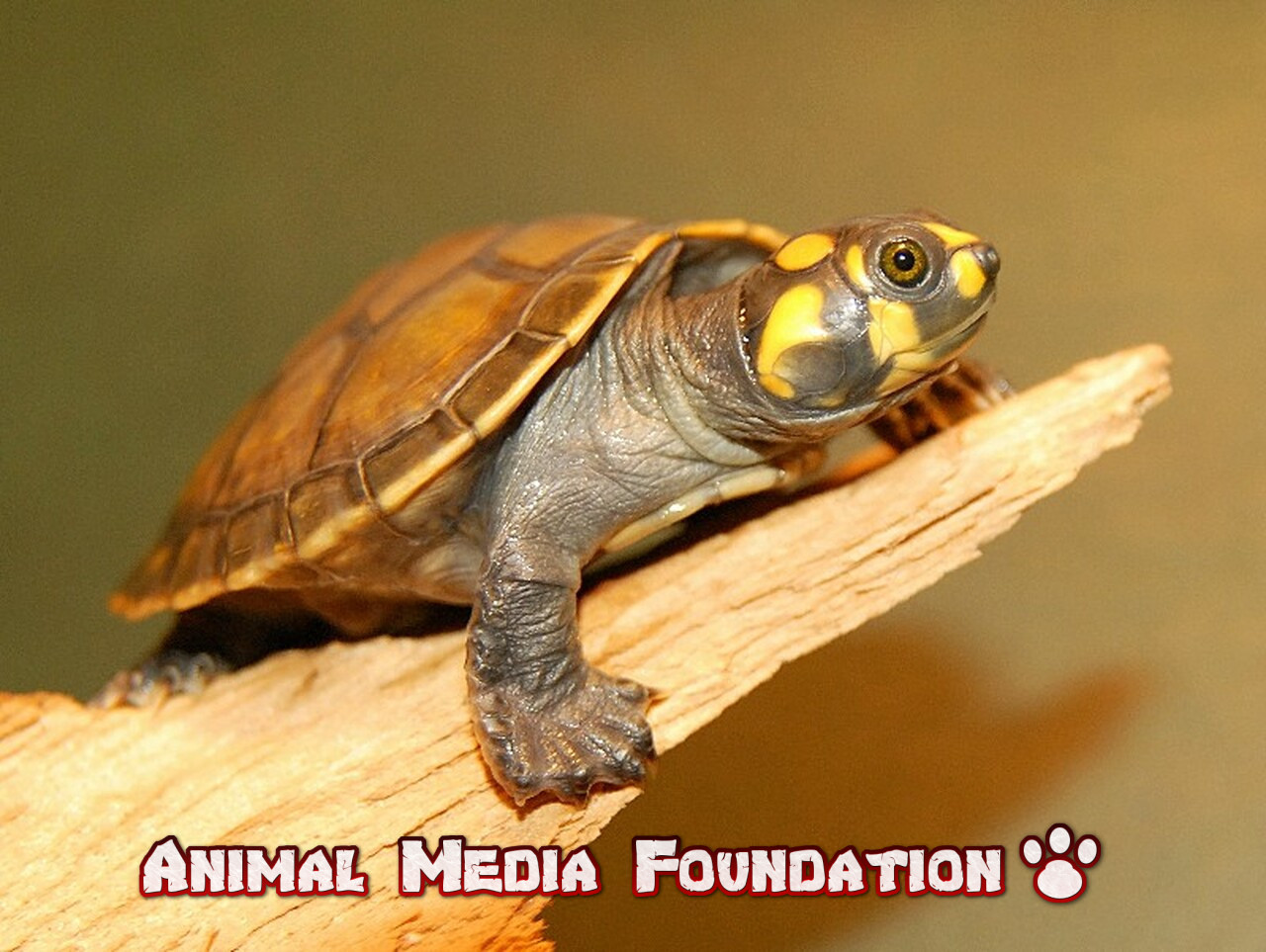 Yellow-spotted Amazon river turtle