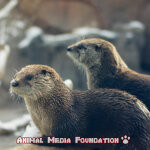 Interesting Facts About North American River Otter