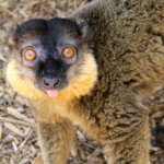 What is a Collared Brown Lemur?