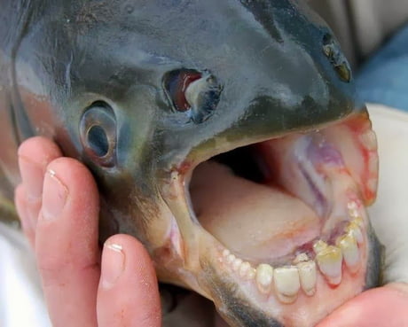 Complete Guide to Black Pacu