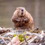 The BEAVER is a Busy Little Animal