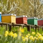 The Complete Guide to Beekeeping and How It’s Changing